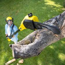 Best Tree Maintenance Programs  in Westby, WI