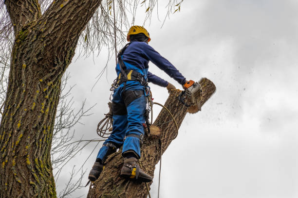 Tree and Shrub Care in Westby, WI